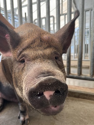 bukatusyoukai.youton1