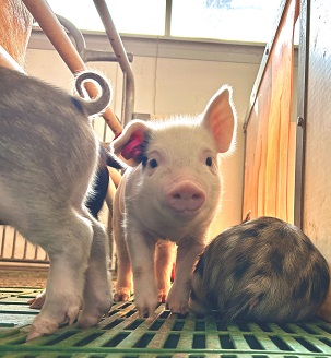 bukatusyoukai.youton4