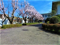 生徒昇降口前の桜