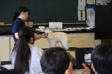 トリマーの仕事体験で模型のカットを見学