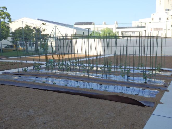 圃場の様子