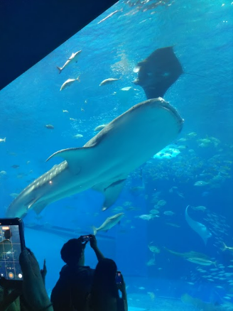 美ら海水族館