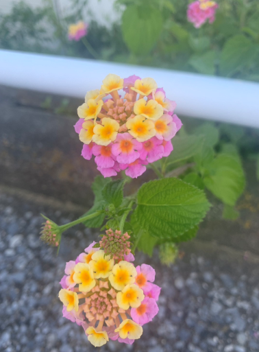 紫陽花１