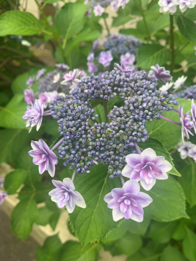 紫陽花２