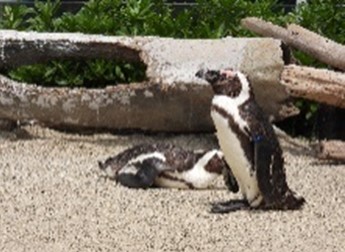 水族館のペンギン