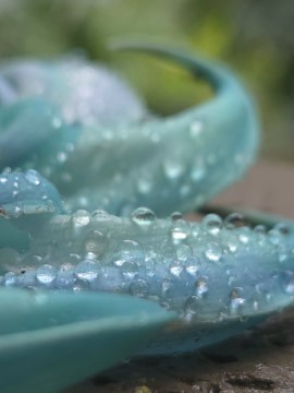 ヒスイカズラの水滴