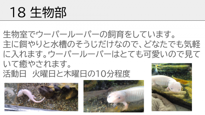 生物部です。ウーパールーパーの飼育をしています。