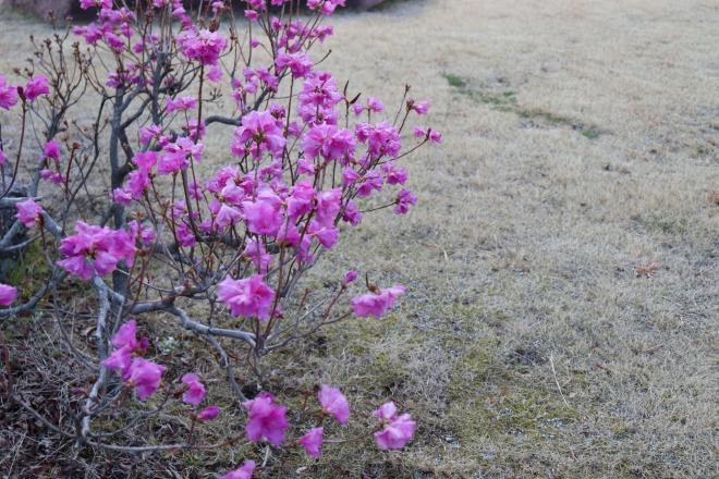 合格者説明会に咲く花