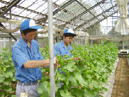 野菜温室のメロン管理