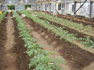 野菜温室のトマト管理