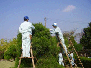 松の管理作業