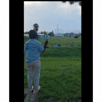26090804.gif