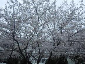 sakura2