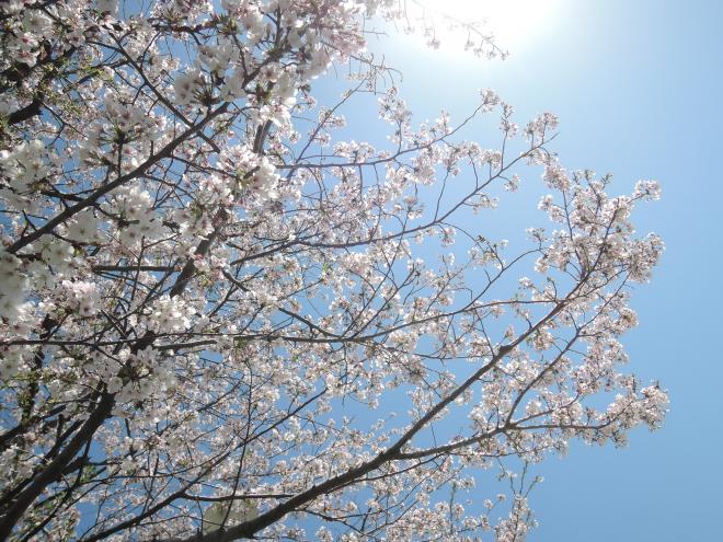 桜