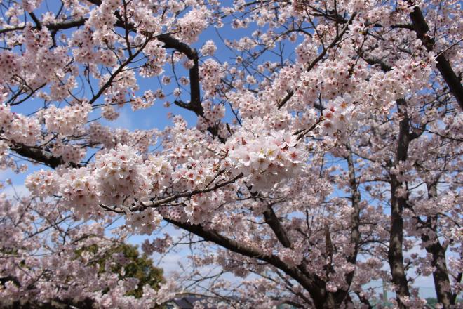 入学式_桜