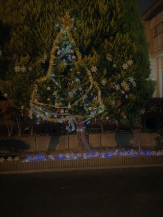 クリスマスツリー　正門横　夜