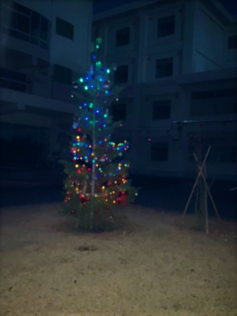 クリスマスツリー　中庭　夜