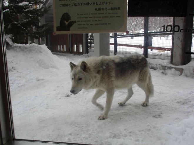 円山動物園3