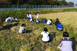 稲の収穫1