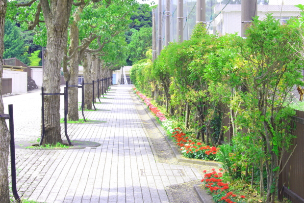 校門から希望の塔までの坂道