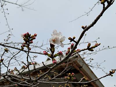 校庭桜1分咲き1