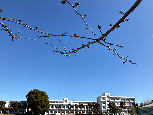 校庭の桜1