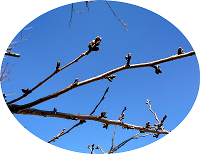 校庭の桜2