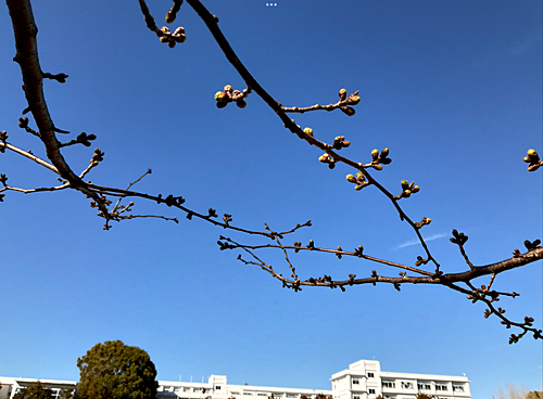 桜3月29日