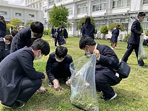 中庭の芝生の草取り