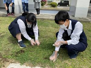 中庭の芝生の草取り2