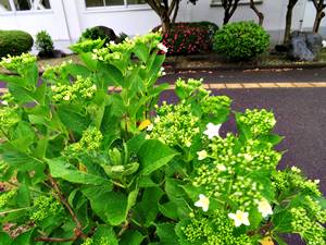 本館アジサイ1