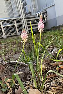 9月13日秋の花