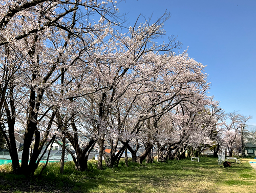 桜12月7日