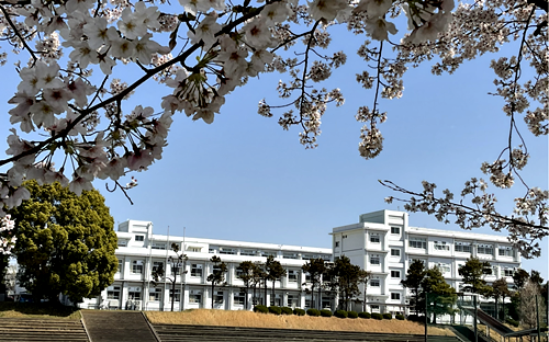 校舎桜