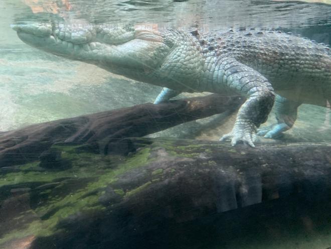 オーストラリア