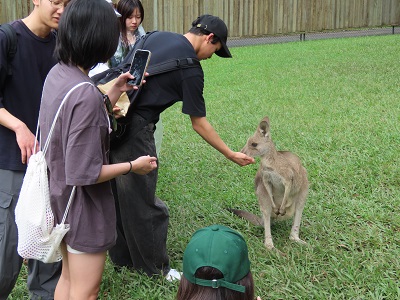kangaroo