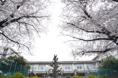 東門の桜