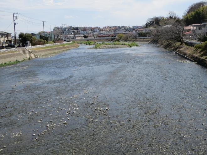 金目川2