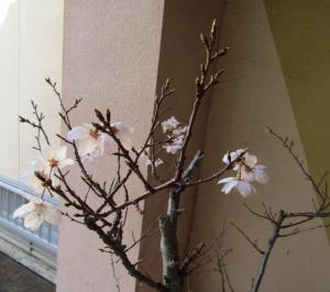 harumeki
