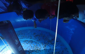 海洋生物