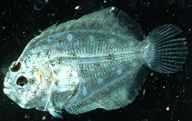 海洋生物