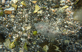 海洋生物