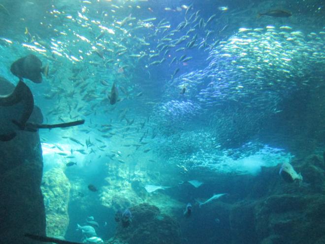 新江ノ島水族館1