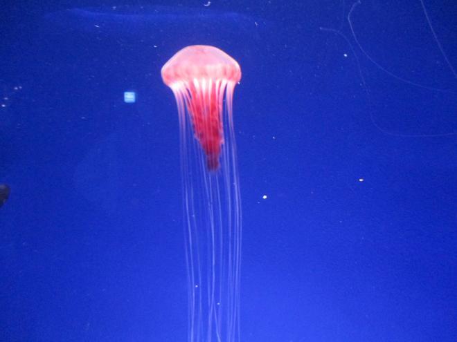 新江ノ島水族館2