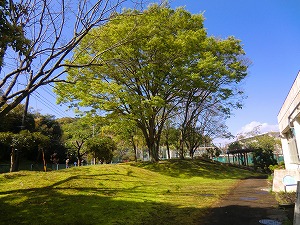 築山の木