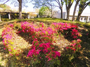 築山の校章