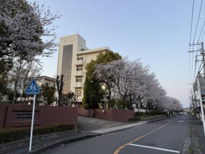 本校の桜