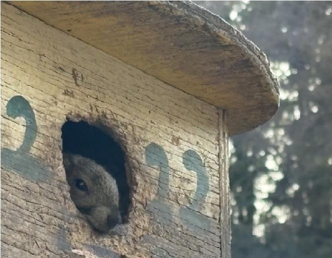 写真部リス園のリス