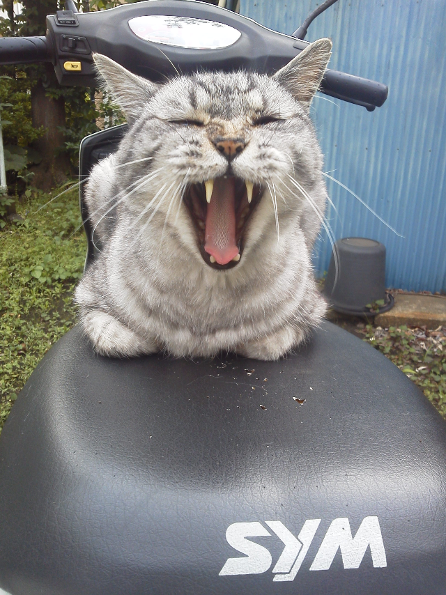 写真部2