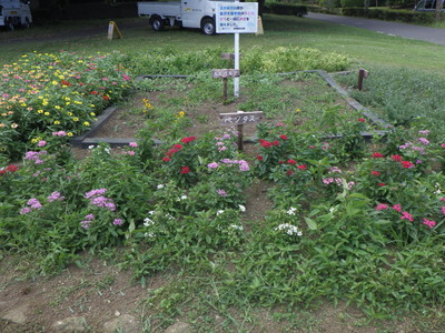 8月の花壇